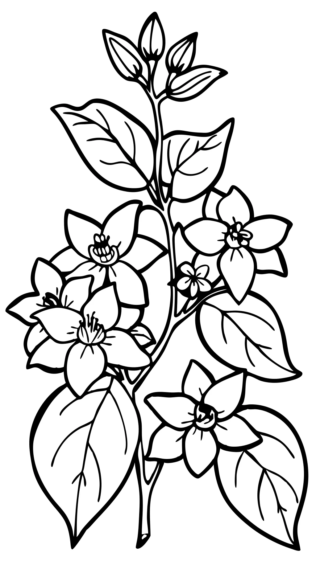 jasmine coloring pages printable